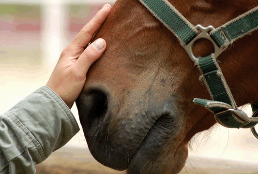 Luchtwegen spelen hoofdrol in de natuurlijke verdediging van het paard tegen besmettelijke ziekten - Haygain Netherlands